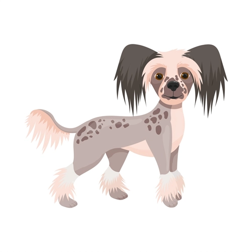 Dog Lovers Theme Chinese Crested Dog Transparent Sticker